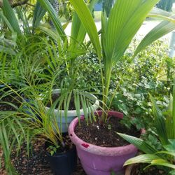 COCONUT PLANT.