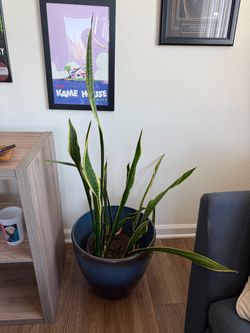 Snake Plant and Pot FREE
