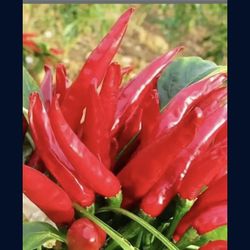 Thai Very Hot Red Pepper Seedling Plants Fully Rooted