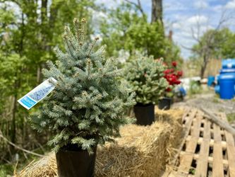 🌲 Colorado Blue Spruce Trees🌲