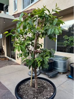 Thai Ruby Guava