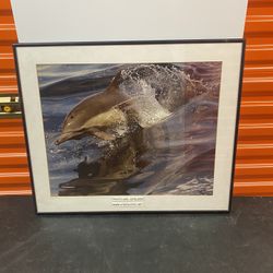 FRAMED DOLPHIN PHOTO BY JOEL GITELSON