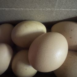 Eggs 