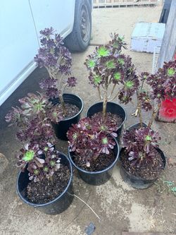 Plants