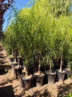 Queen palms 15 gal
