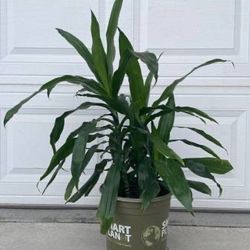 Perfect Beautiful Live Dracaena tree very good plant tree Height: 33 inches In good condition