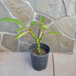 Plumeria White With Yellow Center  1 Gallon Pot 