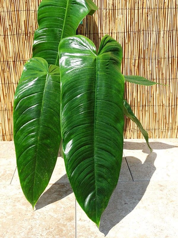 Rare Philodendron Tenue Starter Plant/ Indoor Plant/ House Plant