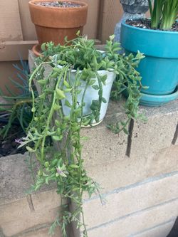 String Of Dolphins Senecio Peregrinus Succulent Plant