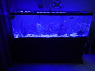180 Gallon Aquarium setup