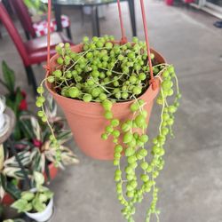 String Of Pearls Outdoor Plant