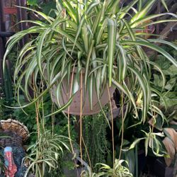 Beautiful Hanging Spider Plant.