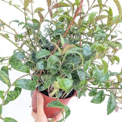 Black Pagoda Lipstick Plant 6" Pot - Indoor House Plants