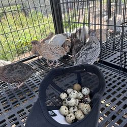 Quail Eggs 