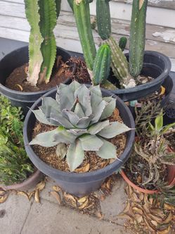 Artichoker Gabby plant