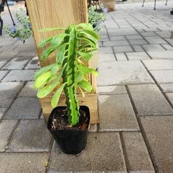 Euphorbia Plants