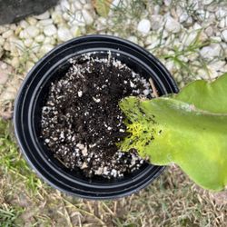 Dragon Fruit Cutting/Rooting