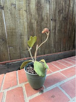 Hoya Kerri
