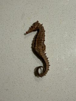 Sea horse
