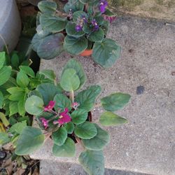 African Violet