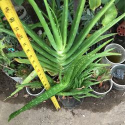 Aloe Vera Plants