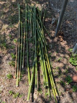 Bamboo Rods