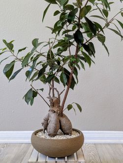 Styled Bonsai *Price Is Firm