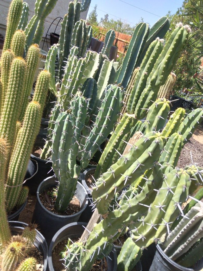 Garambullo Fruit Cactus.