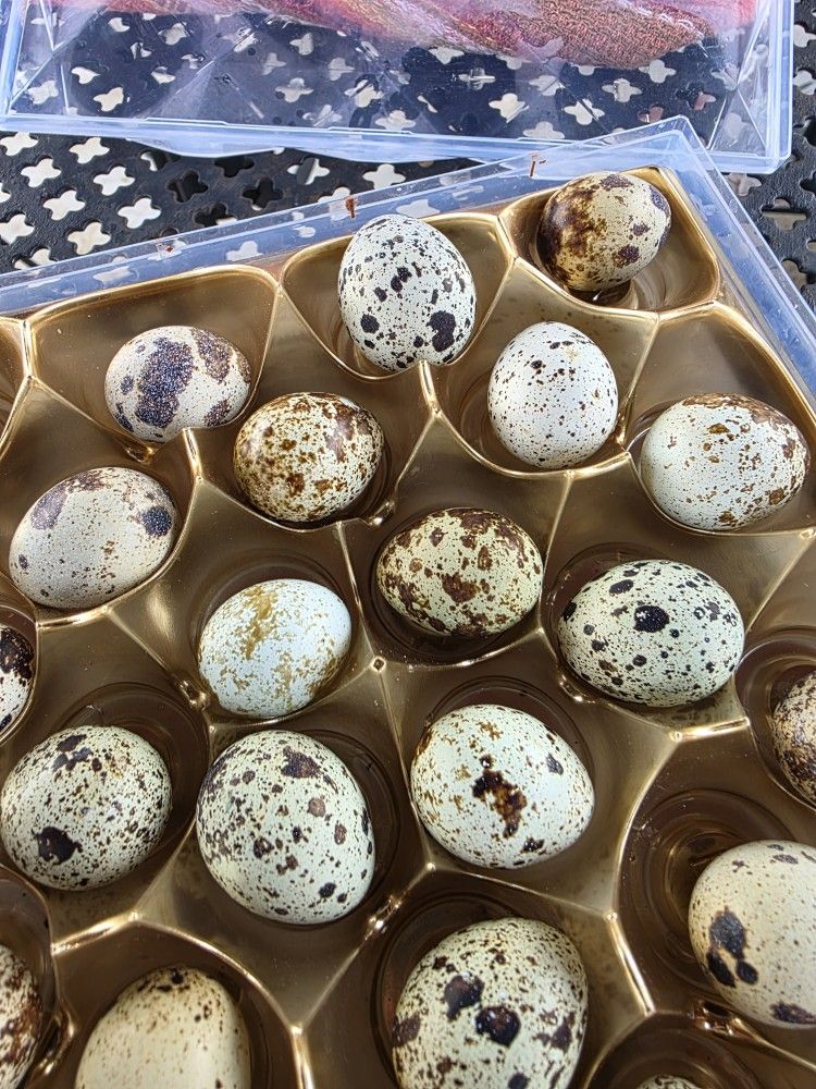 Quales Eggs for SALE. FERTILIZED. $9 for 18.