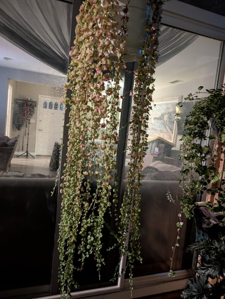 Plants For Sale! All Kinds Of Plants.