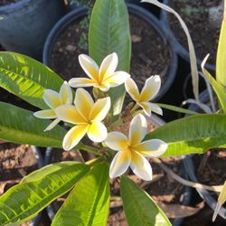 Plumeria 