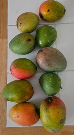 Organic Mangos $1 Each