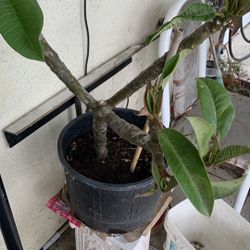 Plumeria Hoa Sứ.  35$