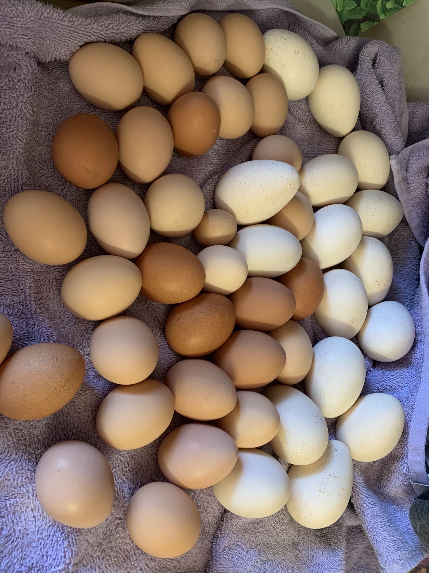 Eggs