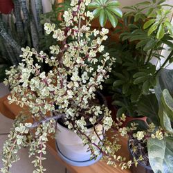 🌿—a symbol of prosperity 🪴VARIEGATED Elephant Bush🙏PLS READ DESCRIPTION