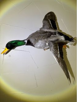 Duck