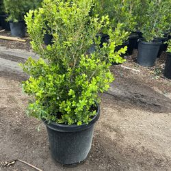 Japonese Boxwood 15 Gallon