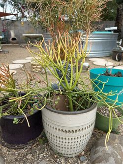 Firetip Plants