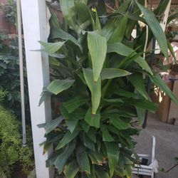 Dracaena Plant