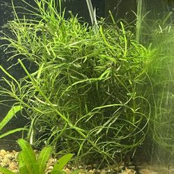 Live Fish Tank Aquarium Plants  Pogostemon