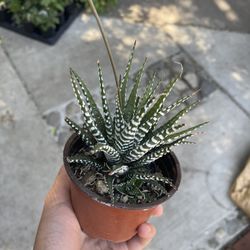 4” Hawhorthia Zebra