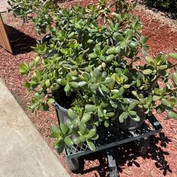 $10 Jade Plants 1 Gallon Or Smaller $5 Succulents 