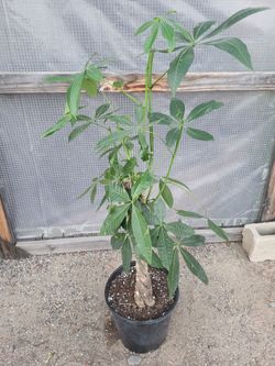 Money Tree Plant 4' Tall in 12" Nursery Pot