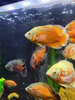 Fish tank decor
