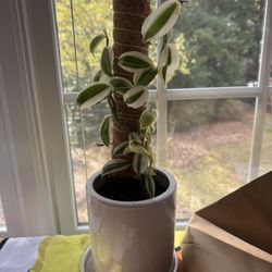 Variegated vanilla orchid plant with pot and moss pole