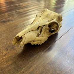 Deer Skull