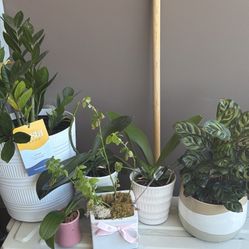 All My Plants