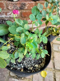 Rosal en bote de 5 galónes