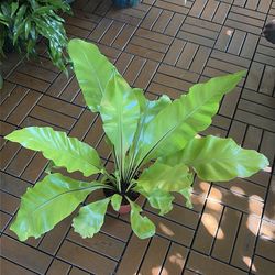 Birds Nest Fern plant