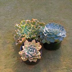 echeveria succulents 